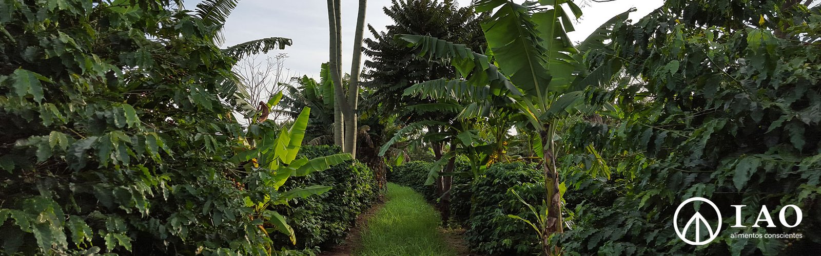 cafesdaalta-slider-fazendas iao